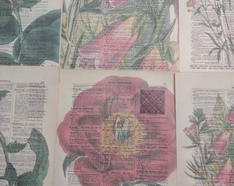 Floral themed dictionary prints from 1800s dictionary page