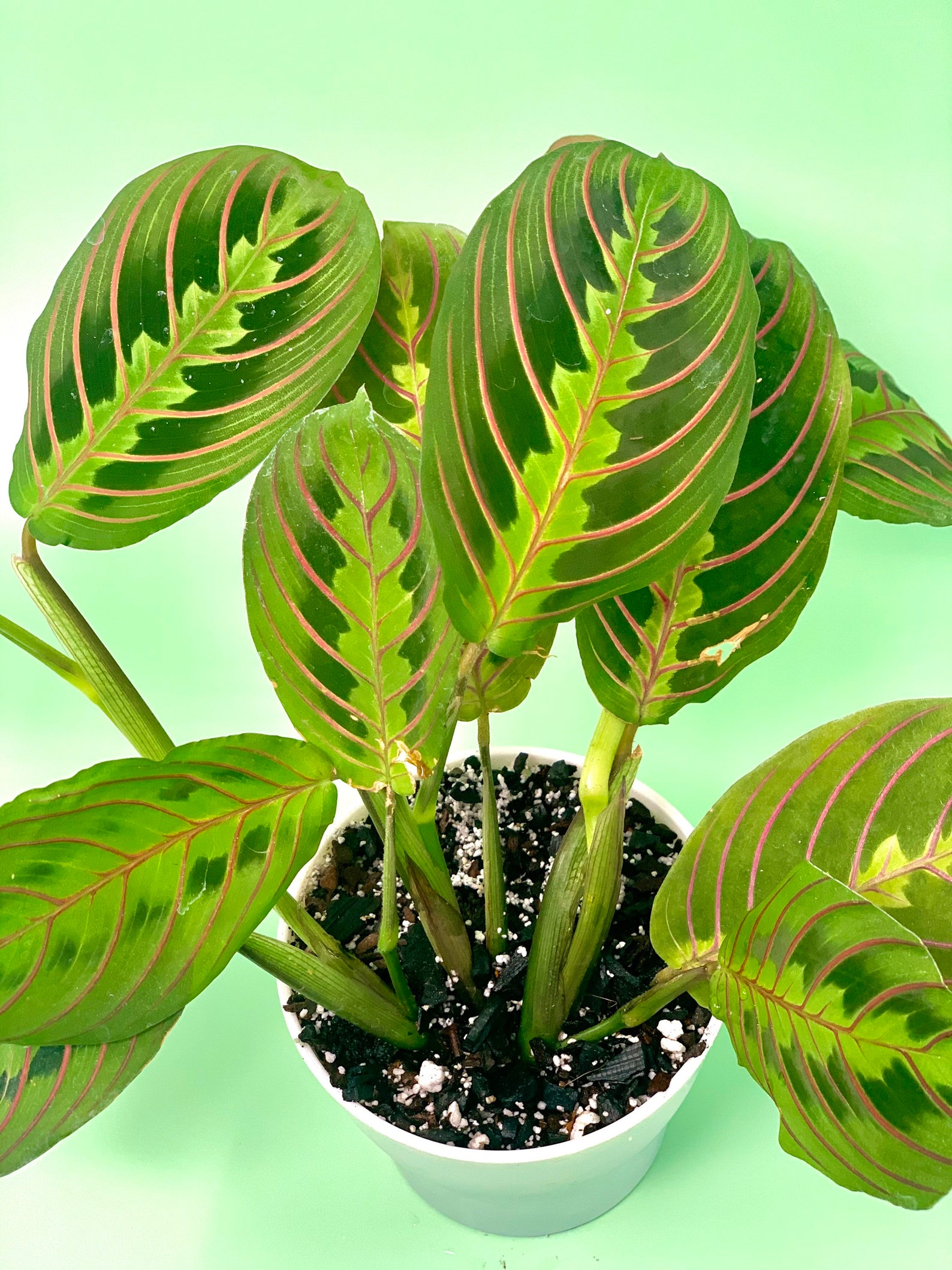 Red Prayer Plant Maranta leconeura Pet Safe Red Maranta Etsy