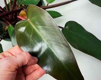 Bloody Mary Philodendron Cutting | Black Majesty Philodendron | Rare Philodendron Cutting | Rare Plant | Pole Climbing Philodendron Plant