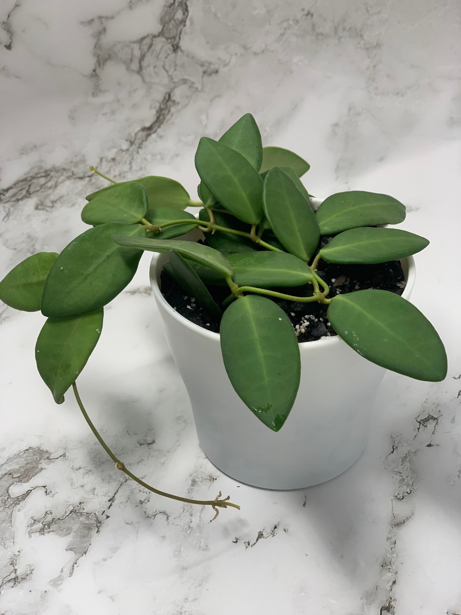 Rare Hoya sp aff Burtoniae Sun Stressed Hoya 4 Pot Rare Etsy