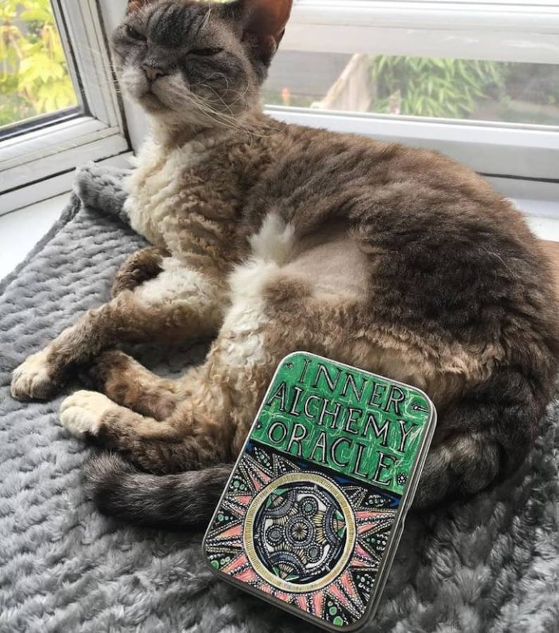Puede incluir: Un gato gris y blanco con pelo rizado est&aacute; tumbado en una manta gris y peluda. Una caja verde, rosa y dorada con el texto "Inner Alchemy Oracle" est&aacute; delante del gato.