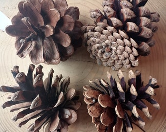 Pigne Ponderosa, 4/6/12/20/30/40 pezzi, Naturali, Forniture artigianali, Decorazioni natalizie