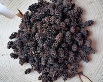 Pigne di ontano, 100/200/400/800 pezzi, Naturale, Forniture artigianali, Forniture per fioristi, Gioielli in resina