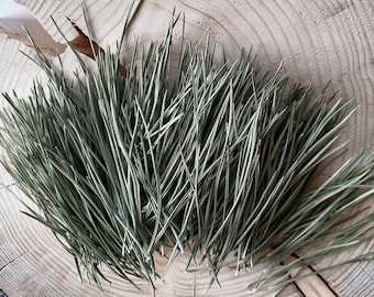 Agujas de pino secas, Pinus sylvestris, Natural