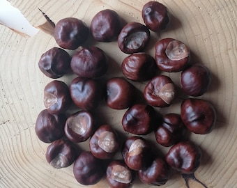 Dried Horse chestnuts, 25/50 pcs, Natural, Craft supplies, Florist's supply