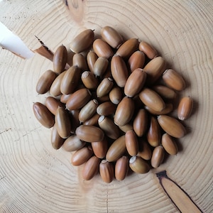 European oak Acorns, 50 pcs, Natural, Craft supplies, Florist&#39;s supply