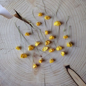 Buttercup flowers 20 pcs, Natural, Resin Jewelry, Craft supplies, Florist's supply