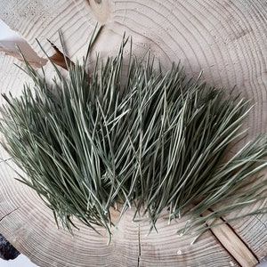 乾燥松葉、Pinus sylvestris、天然