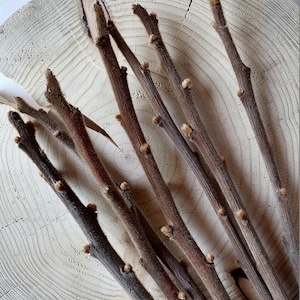Puede incluir: Primer plano de varias ramitas marrones con pequeños brotes, dispuestas sobre una rodaja de madera circular de color claro. Las ramitas tienen un aspecto texturizado y varían ligeramente en color, creando una estética natural y rústica.