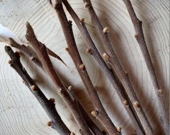 May include: Close-up of several brown twigs with small buds, arranged on a light-colored, circular wooden slice. The twigs have a textured appearance and vary slightly in color, creating a natural, rustic aesthetic. The wood slice displays visible growth rings.
