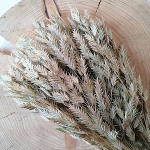 Dried Northern sea oats, Natural, Florist&#39;s supply, Craft supplies