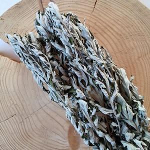 Dried Wild Mugwort bunch, Natural, Artemisia vulgaris
