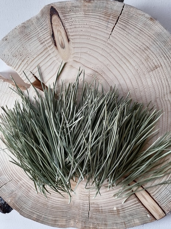 Dried Pine Needles Pinus Sylvestris Natural Etsy Canada