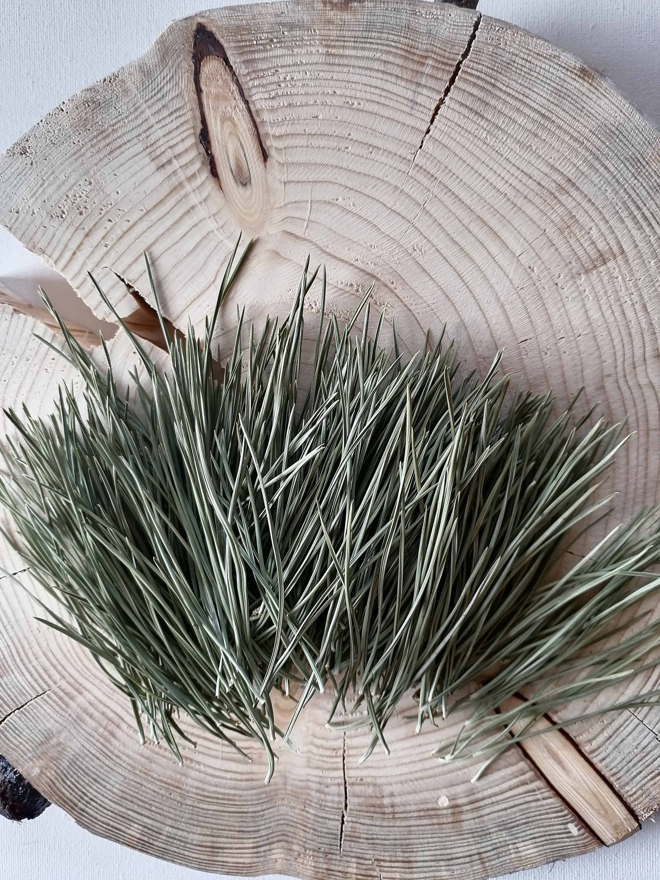 Dried Pine Needles, Pinus Sylvestris, Natural Etsy Canada