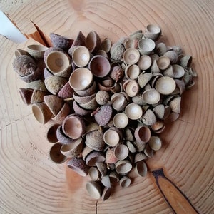 Oak acorn caps, Natural, Craft supplies, Florist&#39;s supply