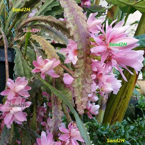 May include: A close-up of a pink cactus flower with green leaves. The flower is in bloom and has many petals. The leaves are long and thin. The flower is in focus and the leaves are out of focus.