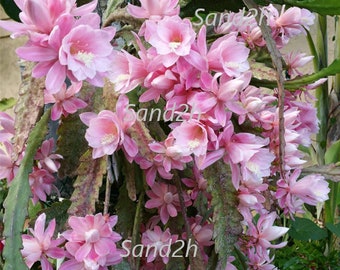 Photos of Pink Epiphyllum Cactus Mass Blooming (DIGITAL DOWNLOAD ONLY)