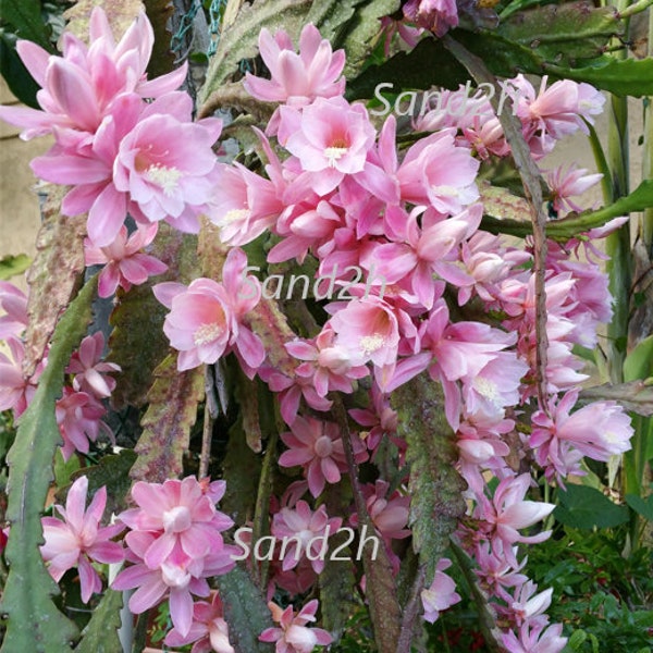 Photos of Pink Epiphyllum Cactus Mass Blooming (DIGITAL DOWNLOAD ONLY)