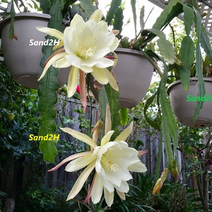 Photos only _ Ivory White Epiphyllum Blooming _ Digital Downloads