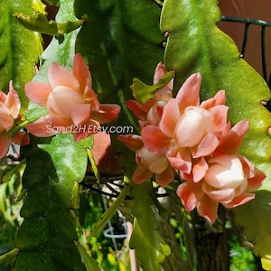 Pink Epiphyllum Cactus Blooming _ Digital Download _ Wall Arts