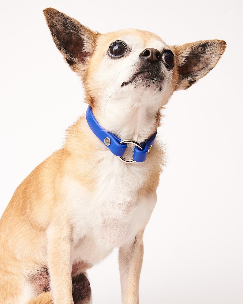 Slip-On ID Tag Collar: 1/2" Waterproof Biothane with Nickel Plated Hardware image 3