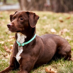 May include: A brown dog with a white chest patch and a light blue collar lies on the grass. The dog is looking to the left, with its ears perked up. The background is blurred, with trees and grass visible.