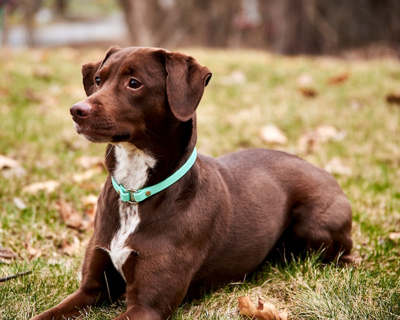 May include: A brown dog with a white chest patch and a light blue collar lies on the grass. The dog is looking to the left, with its ears perked up. The background is blurred, with trees and grass visible.