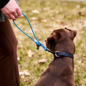 K&ouml;nnte beinhalten: Eine Person h&auml;lt eine blaue Hundeleine, die an einem braunen Hund befestigt ist, der ein schwarzes Lederhalsband tr&auml;gt.