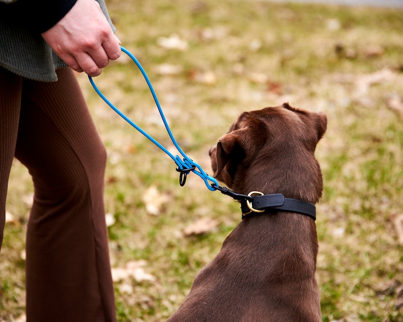K&ouml;nnte beinhalten: Eine Person h&auml;lt eine blaue Hundeleine, die an einem braunen Hund befestigt ist, der ein schwarzes Lederhalsband tr&auml;gt.