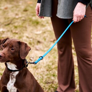 K&ouml;nnte beinhalten: Ein brauner und wei&szlig;er Hund mit einem schwarzen Halsband ist an der Leine, die von einer Person gehalten wird, die eine braune Hose tr&auml;gt. Die Leine ist blau.