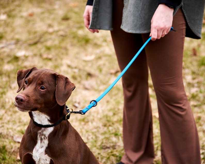 K&ouml;nnte beinhalten: Ein brauner und wei&szlig;er Hund mit einem schwarzen Halsband ist an der Leine, die von einer Person gehalten wird, die eine braune Hose tr&auml;gt. Die Leine ist blau.