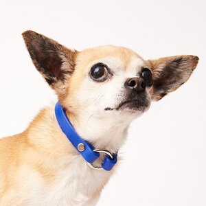 Slip-On ID Tag Collar: 1/2" Waterproof Biothane with Nickel Plated Hardware image 4