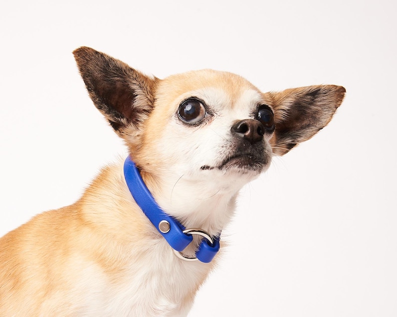 Slip-On ID Tag Collar: 1/2" Waterproof Biothane with Nickel Plated Hardware image 4