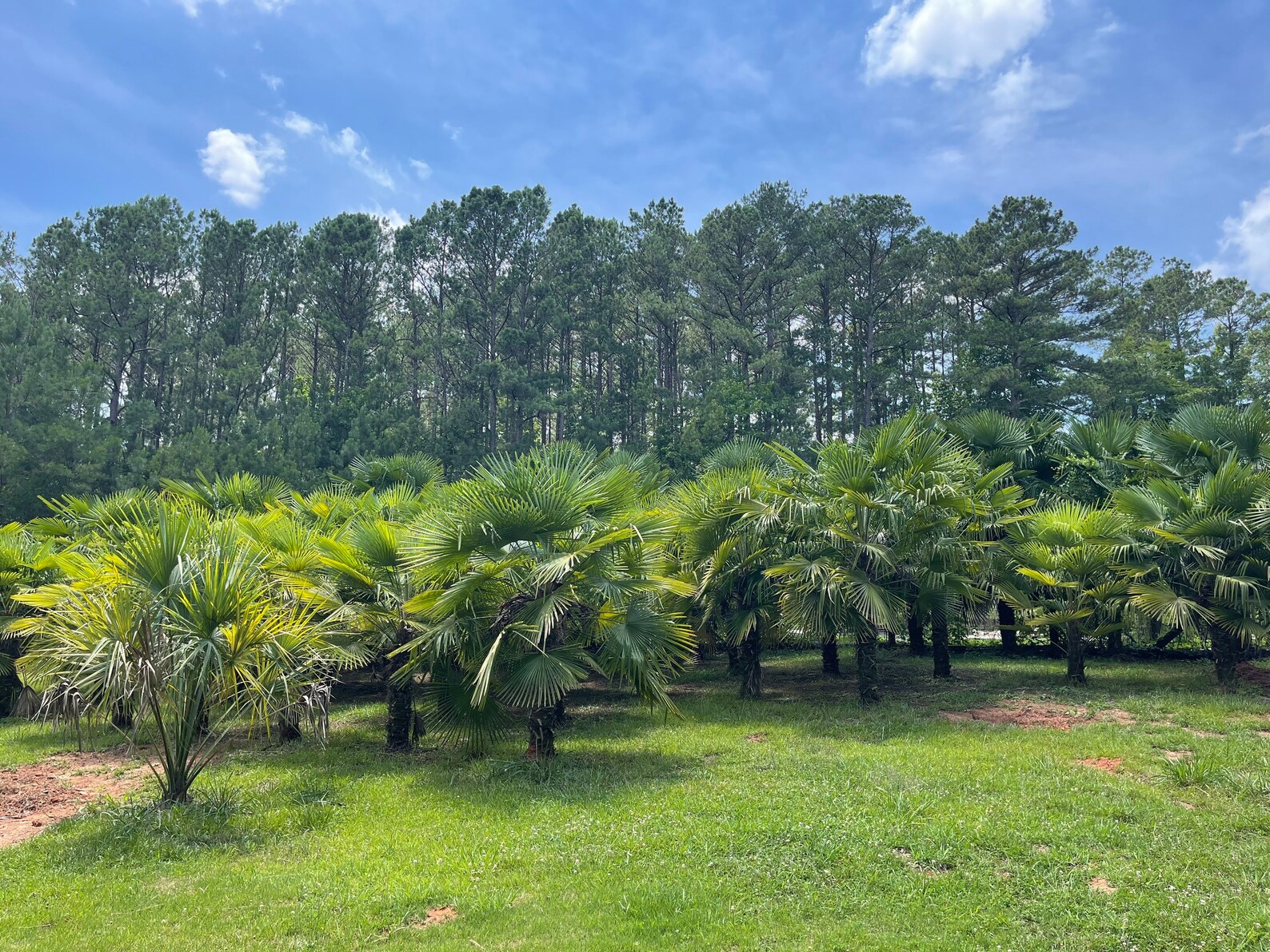 Cold Hardy Windmill Palm Tree Seeds Etsy