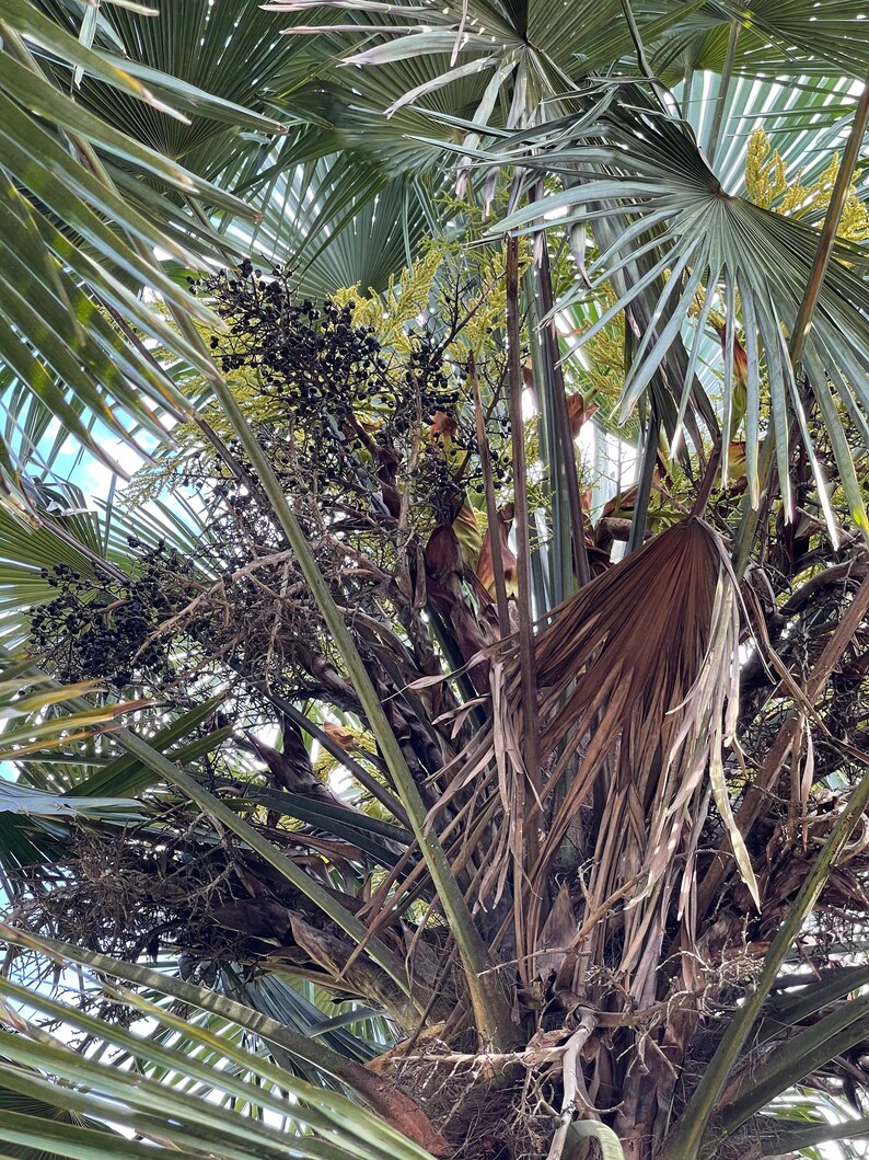 Cold Hardy Windmill Palm Tree Seeds Etsy