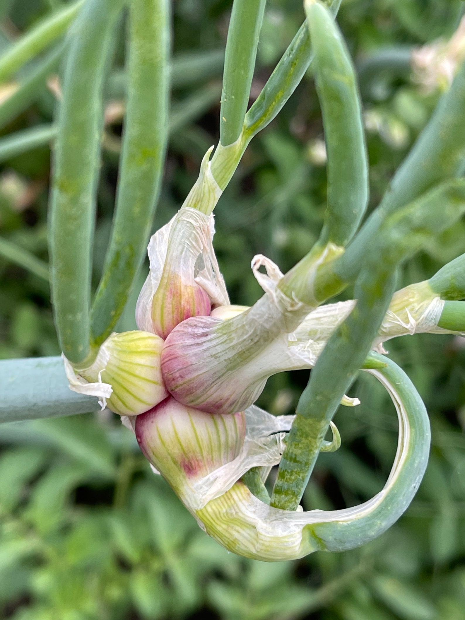 Walking onion main bulb from mother plant Egyptian onions Etsy