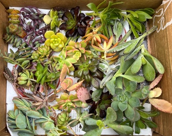 36 Succulent cuttings