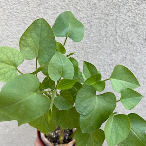 2 Organic Murasaki-Imo/Japanese Purple sweet potato starter plants