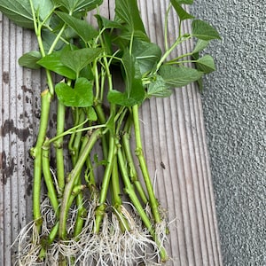 12 organic Sweet potato/ yam plant cuttings