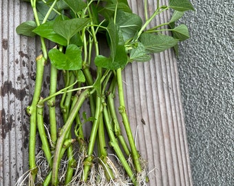 6 organic Goguma  yam plant rooted cuttings