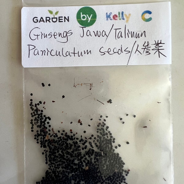 Ginsengs Jawa/Talinum Paniculatum seeds(100 seeds)/人参菜/土人参