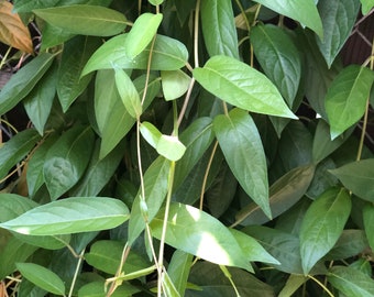 6 Organic Paederia Foetida/ Skunk Vine/ 乌芹藤 cuttings for propagation