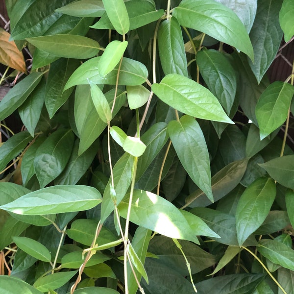 6 Organic Paederia Foetida/ Skunk Vine/ 乌芹藤 cuttings for propagation