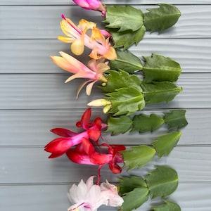 8 mix colors of Thanksgiving Cactus Cuttings for propagation