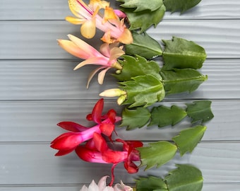8 mix colors of Thanksgiving Cactus Cuttings for propagation