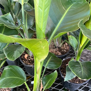 White Bird of Paradise plant