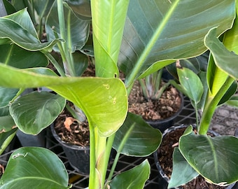 White Bird of Paradise plant