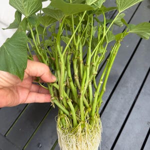 May include: A bundle of sweet potato vine cuttings featuring vibrant green heart-shaped leaves and sturdy stems. The base of the bundle displays a dense, healthy network of white, fibrous roots extending downwards, ready for planting in soil.