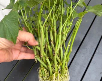 12 rooted organic light purple Japanese Okinawa sweet potato cuttings