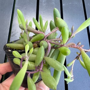 May include: A succulent plant with long, thin, green leaves and purple stems. The plant is potted in a black plastic pot.